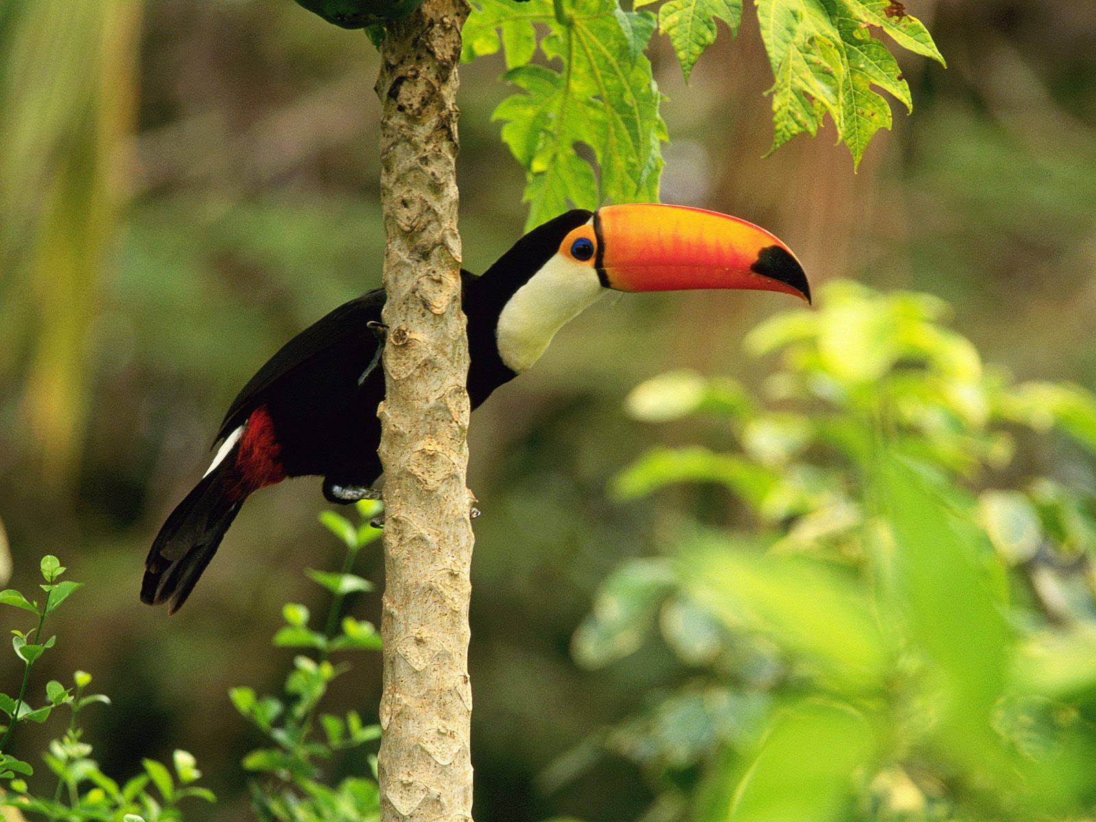 http://www.hdwallpapers.in/walls/toco_toucan_in_the_tropical_forest-normal.jpg