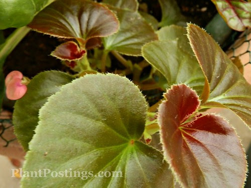 begonia1