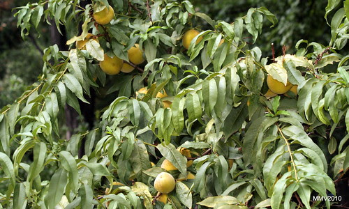 casi en el otoño de 2010