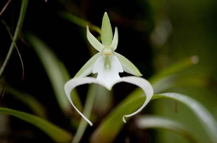 11 Espécies de flores ameaçadas de extinção
