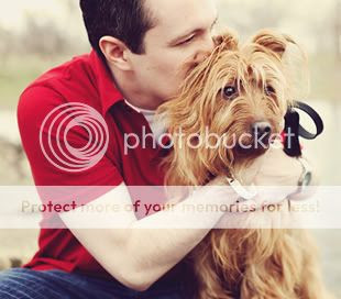 poza caine Terrier Australian rasfatat