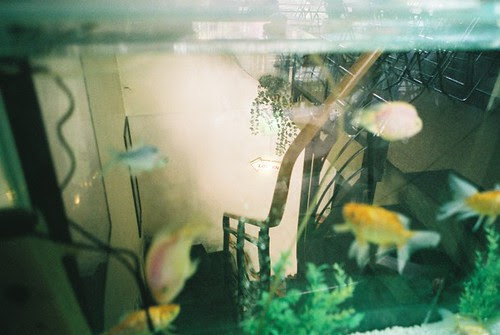 through the fish tank