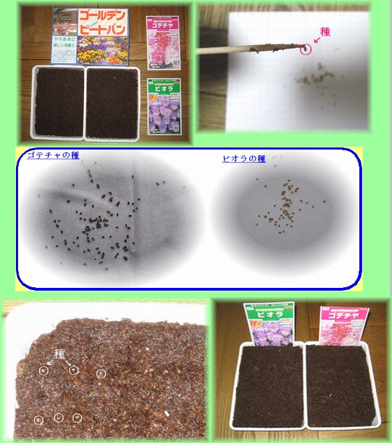 ビオラ ゴテチャの種まき Hikobae