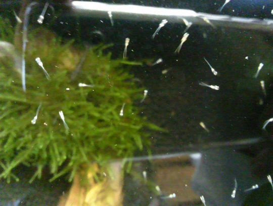 メダカの稚魚がいっぱいです 私と小さな生き物たち 楽天ブログ