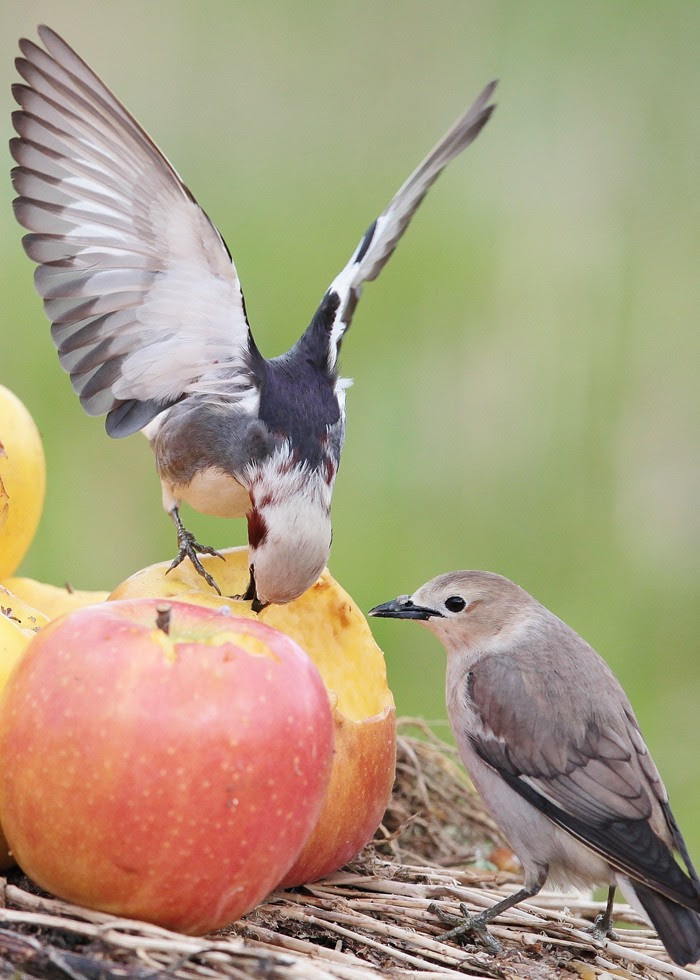 野鳥シリーズ28 コムクドリ ムクドリ サンコウチョウ あきた森づくり活動サポートセンター