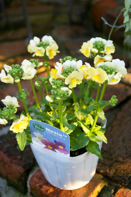 セリ フラミンゴ 元気で活きの良い植物専門店エコマルシェオニヅカのブログ