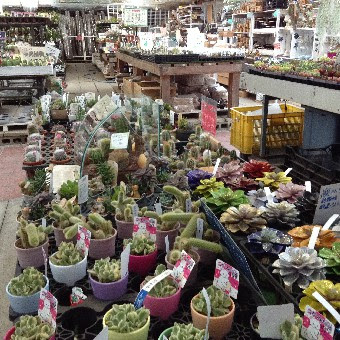 園芸 本店売場 植物 三貴フラワーセンター