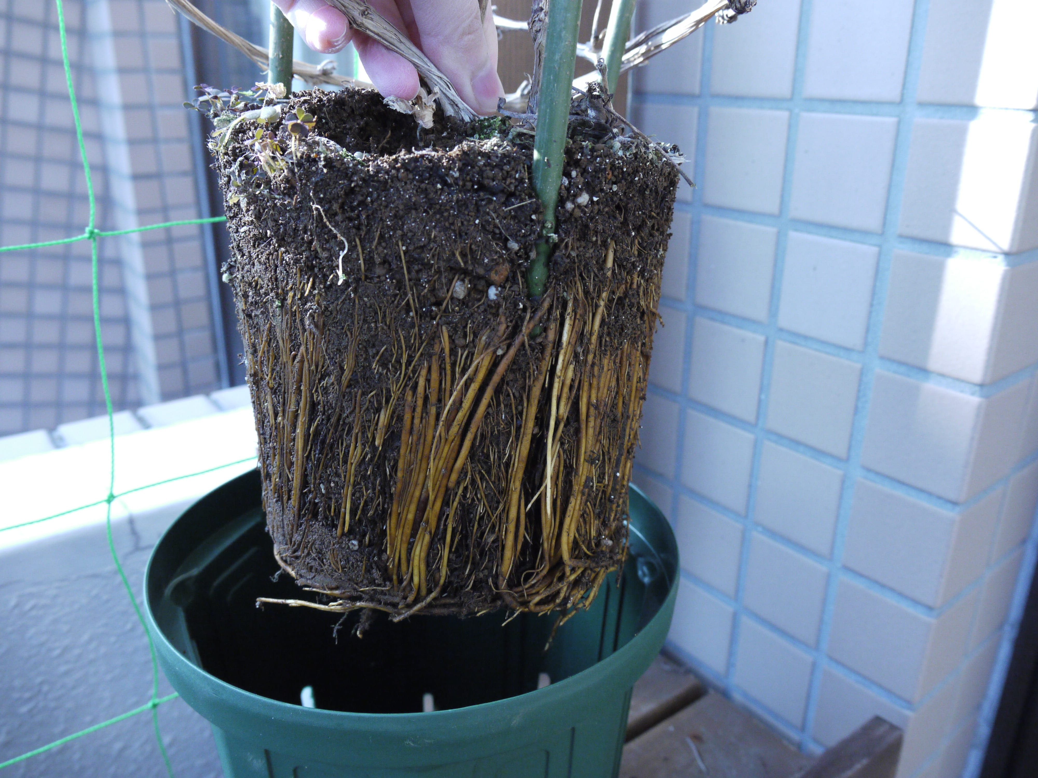 クレマチスの植え替え 18春 ぴすけの庭