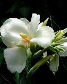 花 カンナ 8月2日の花と花言葉 カンナ 魅る魅るガーデニング