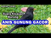 Menarik SUARA KICAUAN BURUNG ANIS GUNUNG ATAU ANIS GADING GACOR COCOK BUAT MASTERAN, terupdate!