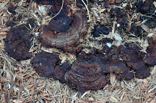 Shelf Fungus