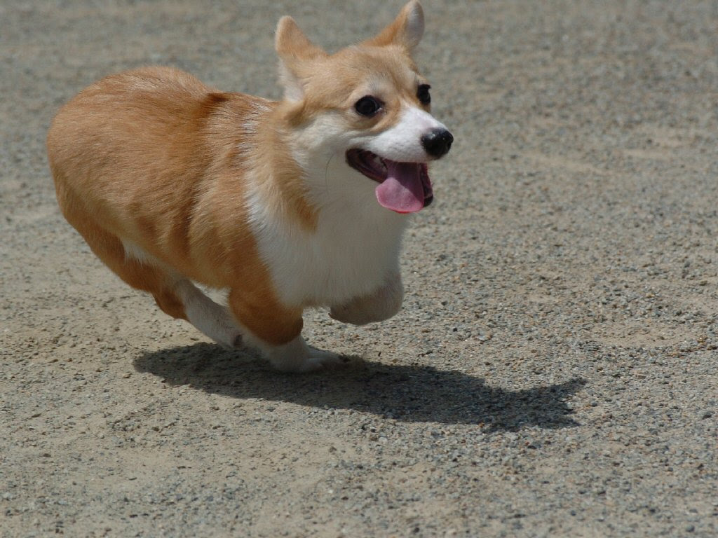 犬 コーギー の写真壁紙 犬の年齢換算表