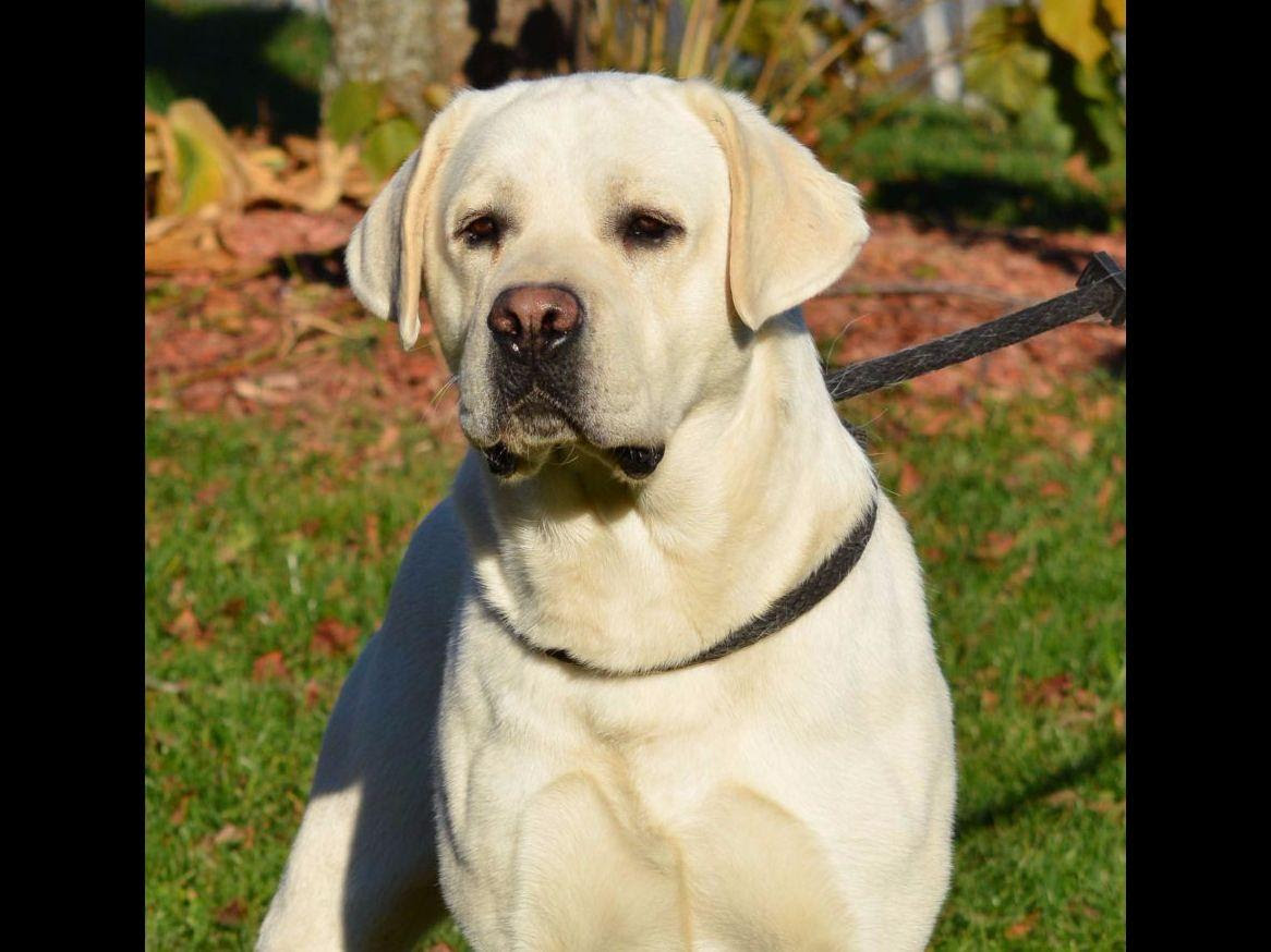 English Lab Puppy "Family Loved Labs" - Labrador Retriever ...