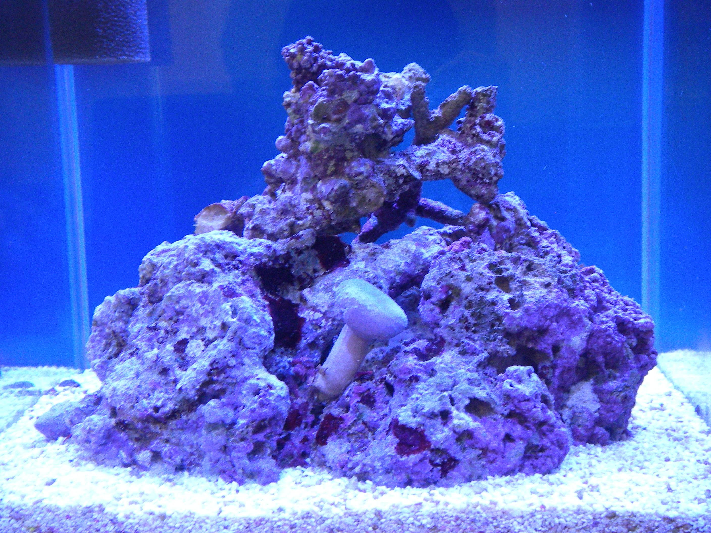 ライブロックのレイアウトを変更しました 30cm水槽の海水魚飼育