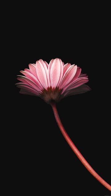 すべての美しい花の画像 最新桜 壁紙 Iphone