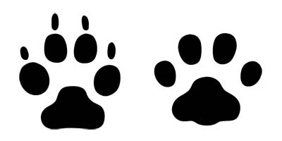 いきもの通信 Vol 468 今日の勉強 ネコは何本指