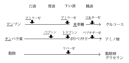 替え歌 7 消化酵素 替え歌そのものではなく 替え歌の補足説明 ３大栄養素の消化酵素の働きを覚えるための替え歌です 消化酵素は 化学的な知識が少ないため 基質や生成物 酵素がなかなか覚えられない受験生が多い ポイント １ 炭水化物の