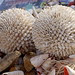 Shell decorations - Playa del Ingles