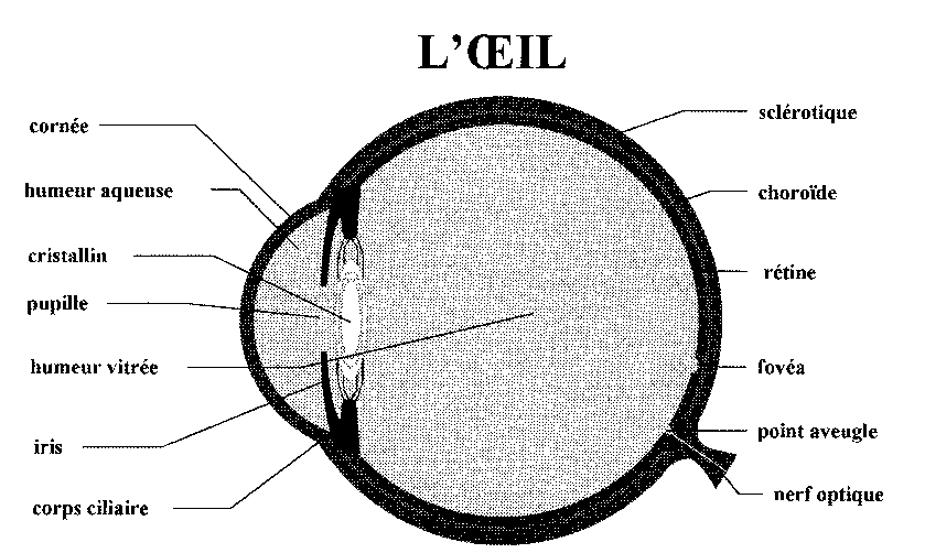 E M C 2 Physique Optique L Oeil