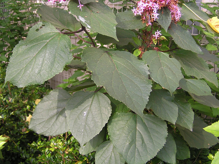 ボタンクサギ 植物写真鑑