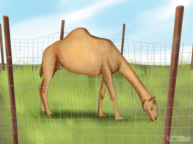 Care for a Camel Step 6 Version 3.jpg
