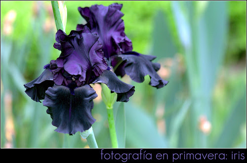 iris 'hello darkness'