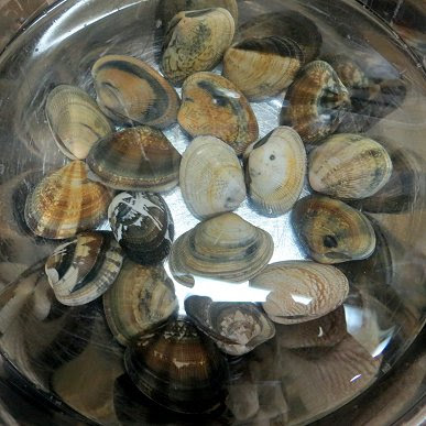 パリにひとり ｎ １の心象 貝殻模様はフラクタルな織物 美味しいあさり味噌汁のつくり方