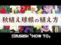 [最も人気のある！] 秋植え球根 種類 782690-秋植え球根 種類
