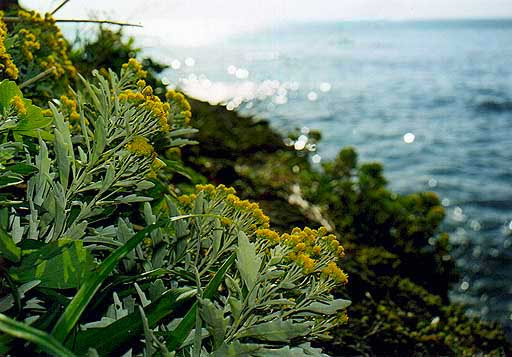 四季の山野草図鑑 イソギク