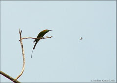 Bee & Eater