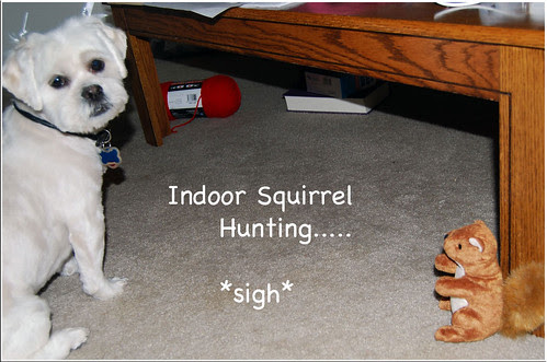 Dory-Indoor-Squirrel-Hunt