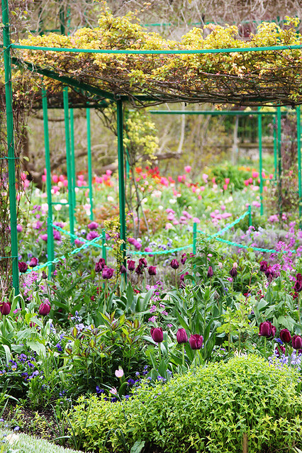 Tulips in one of the gardens at Claude Monet's house in Giverny, France 