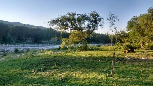 Cosquín revierte el daño ambiental reemplazando árboles exóticos por nativos