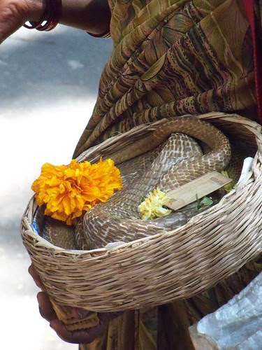 100_4086 by rajesh_dangi