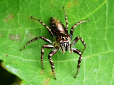 Keunikan lain dari laba-laba ialah dapat menghasilkan benang sutra dari kelenjar yang terletak di ujung perutnya. Benang sutra ini dirajut menjadi jaring di suatu tempat sebagai jebakan mangsanya.