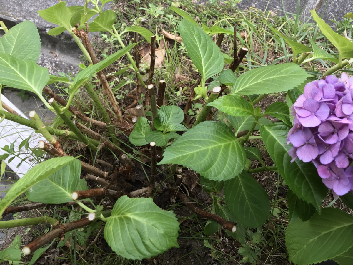 アジサイの剪定時期と方法に気を使ったら やっぱり花付きが良かった話 Hanana Tree