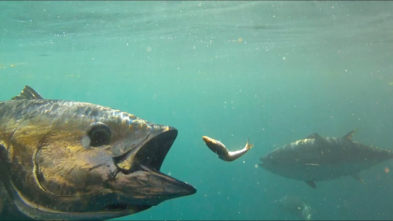 Feeding Bluefin Tuna in HD - YouTube
