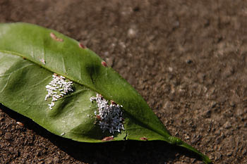 みかん栽培の風景 07年ヤノネカイガラムシ