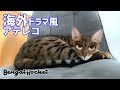 [最新] ディズニー キャラクター 猫 茶色 241249