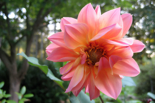dalia in my garden