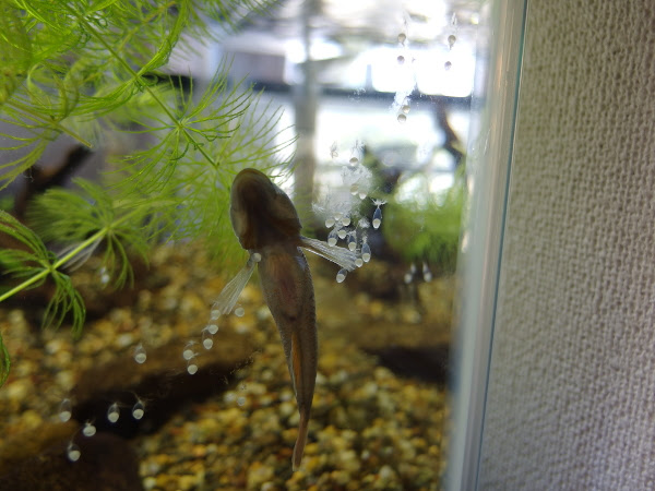 カワヨシノボリが産卵した 近所の自然観察 Log