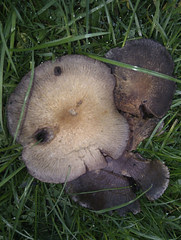 Mushroom 5