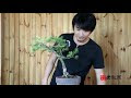 √100以上 杉 盆栽 種類 613363