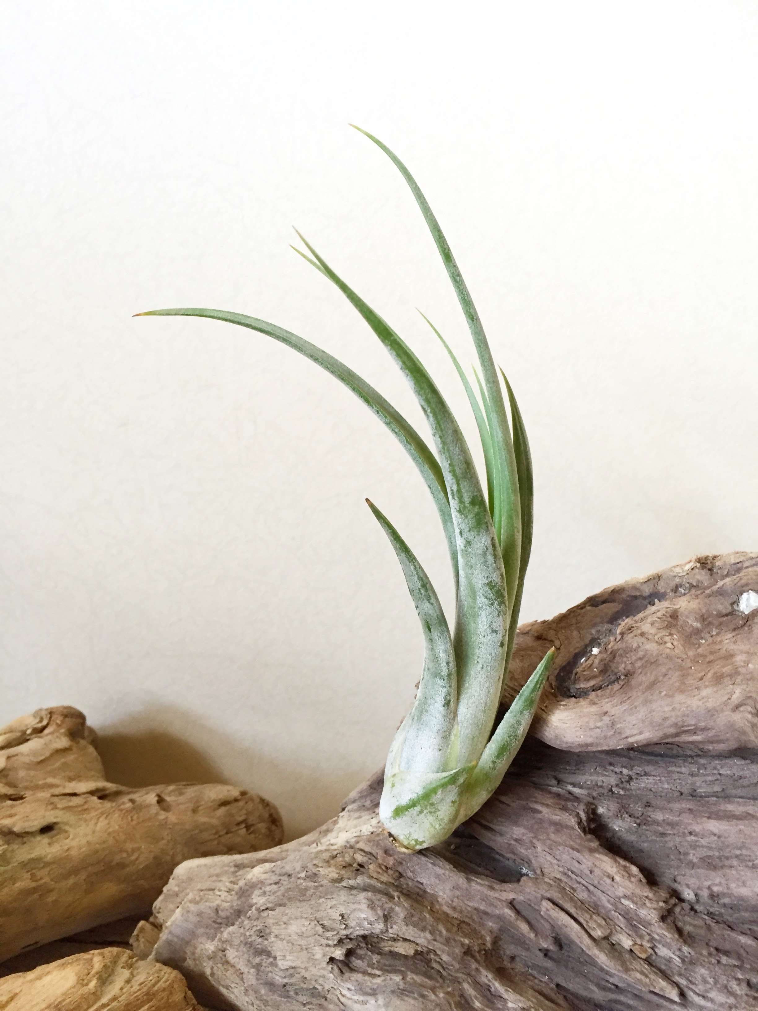 チランジア パウシフォリア Tillandsia Paucifolia 育て方 図鑑 Frontier Plants フロンティアプランツ