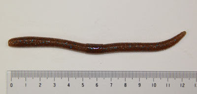 フリックシリーズ Worm Lures 加藤誠司倶楽部
