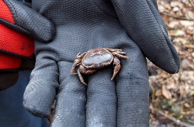 サワガニda型 群馬 ぶんぶく探検隊