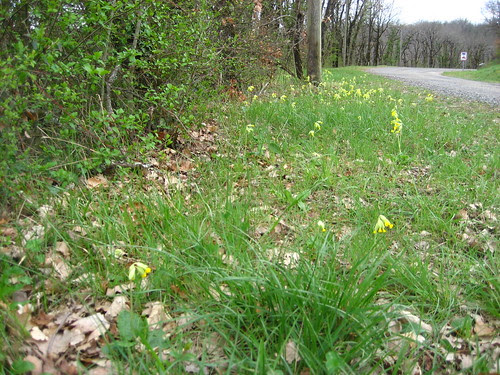 Cowslips along the verge