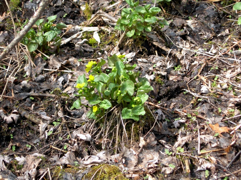 DSCN4676.JPG