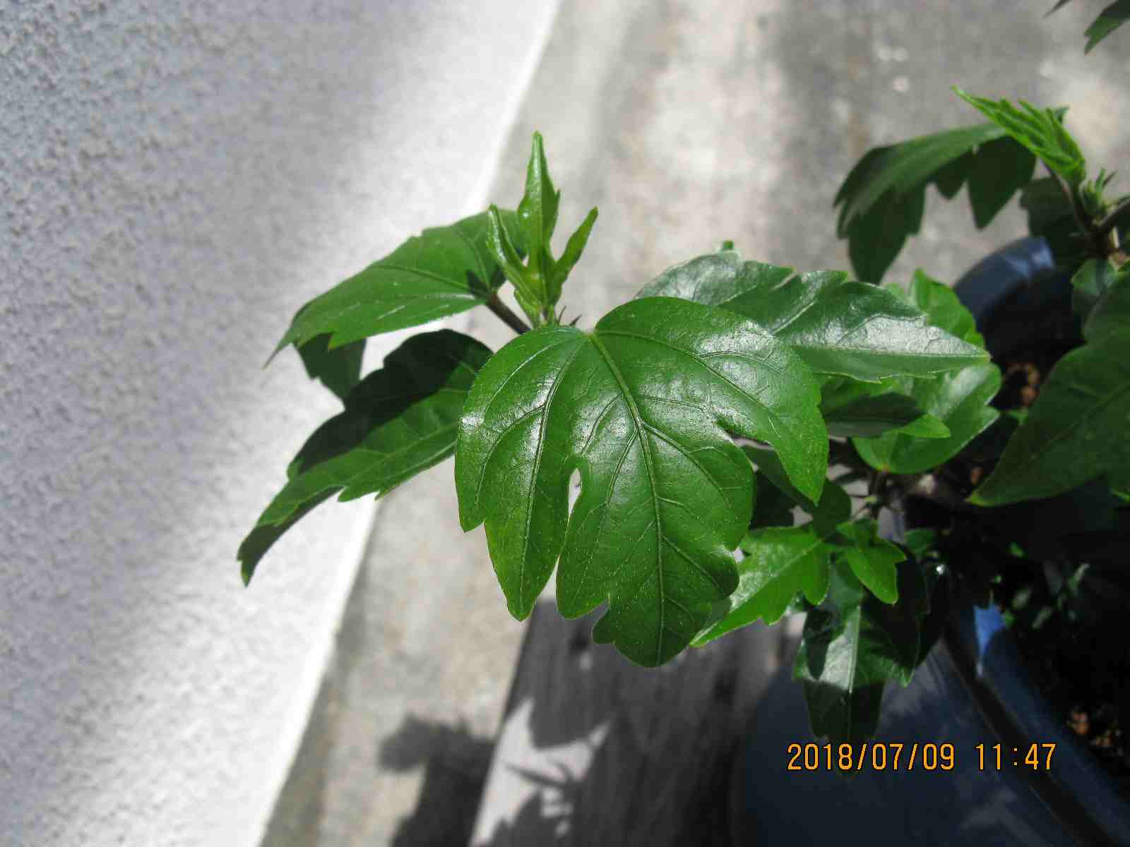 ハイビスカスの葉が弱る