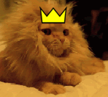 the lion cat in his crown GIF